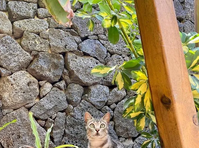 Cabanalanz, En Lanzarote