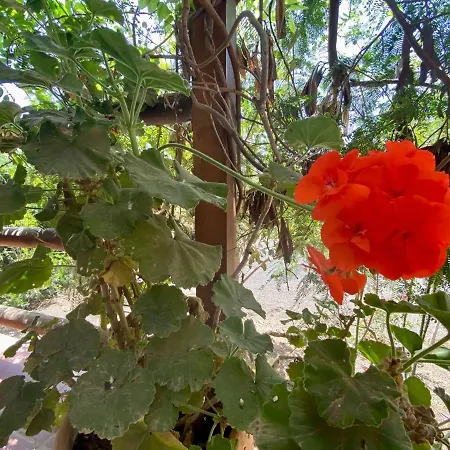 Cabanalanz, En Lanzarote *