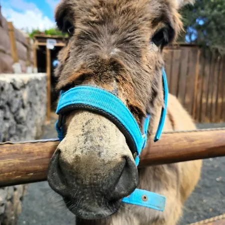Cabanalanz, En Lanzarote *