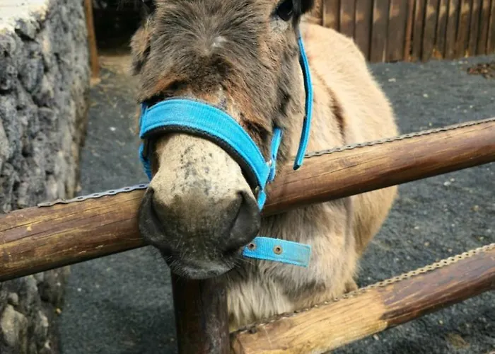 Cabanalanz, En Lanzarote