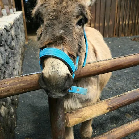 Cabanalanz, En Lanzarote
